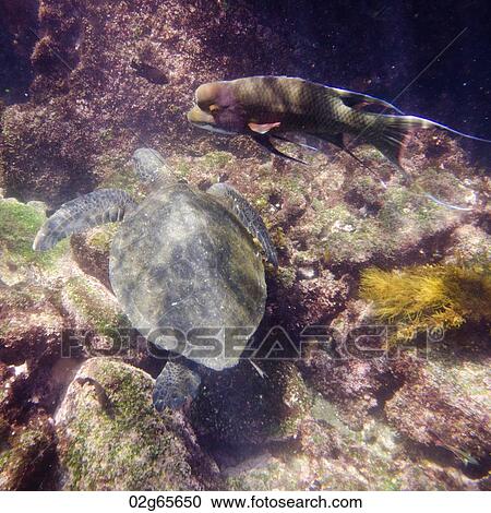 Sea turtle swimming underwater, Tagus Cove, Isabela Island, Galapagos Islands, Ecuador View Large Photo Image Stock Image - Sea turtle swimming underwater, Tagus Cove, Isabela Island, Galapagos Islands, Ecuador. Fotosearch