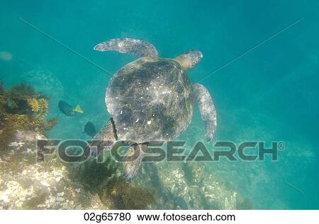 Sea turtle swimming underwater, Tagus Cove, Isabela Island, Galapagos Islands, Ecuador View Large Photo Image Stock Image - Sea turtle swimming underwater, Tagus Cove, Isabela Island, Galapagos Islands, Ecuador. Fotosearch