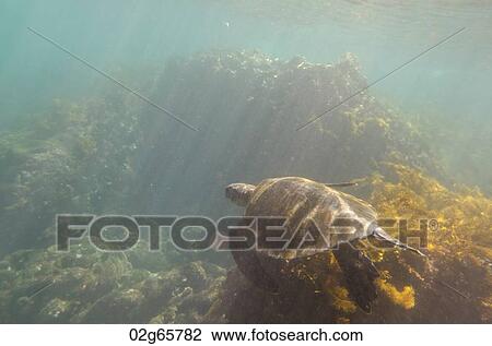 Sea turtle swimming underwater, Tagus Cove, Isabela Island, Galapagos Islands, Ecuador View Large Photo Image Stock Image - Sea turtle swimming underwater, Tagus Cove, Isabela Island, Galapagos Islands, Ecuador. Fotosearch