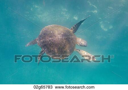 Sea turtle swimming underwater, Tagus Cove, Isabela Island, Galapagos Islands, Ecuador View Large Photo Image Stock Image - Sea turtle swimming underwater, Tagus Cove, Isabela Island, Galapagos Islands, Ecuador. Fotosearch