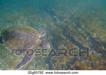 Sea turtle swimming underwater, Tagus Cove, Isabela Island, Galapagos Islands, Ecuador View Large Photo Image Stock Image - Sea turtle swimming underwater, Tagus Cove, Isabela Island, Galapagos Islands, Ecuador. Fotosearch