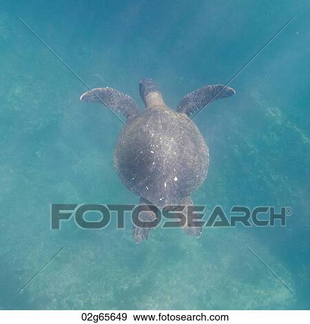 Sea turtle swimming underwater, Tagus Cove, Isabela Island, Galapagos Islands, Ecuador View Large Photo Image Stock Photo - Sea turtle swimming underwater, Tagus Cove, Isabela Island, Galapagos Islands, Ecuador. Fotosearch