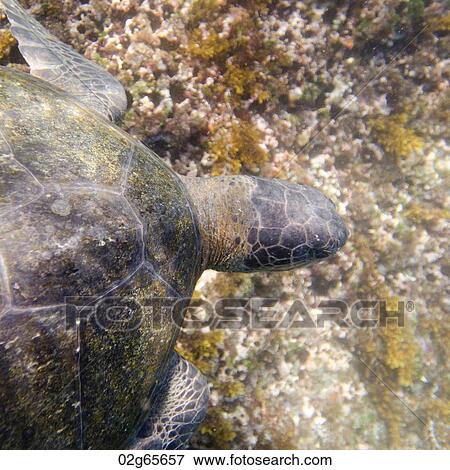 Sea turtle swimming underwater, Tagus Cove, Isabela Island, Galapagos Islands, Ecuador View Large Photo Image Stock Photo - Sea turtle swimming underwater, Tagus Cove, Isabela Island, Galapagos Islands, Ecuador. Fotosearch
