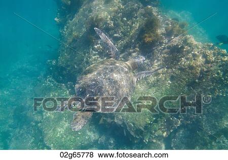 Sea turtle swimming underwater, Tagus Cove, Isabela Island, Galapagos Islands, Ecuador View Large Photo Image Stock Photo - Sea turtle swimming underwater, Tagus Cove, Isabela Island, Galapagos Islands, Ecuador. Fotosearch