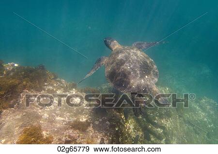 Sea turtle swimming underwater, Tagus Cove, Isabela Island, Galapagos Islands, Ecuador View Large Photo Image Stock Photo - Sea turtle swimming underwater, Tagus Cove, Isabela Island, Galapagos Islands, Ecuador. Fotosearch