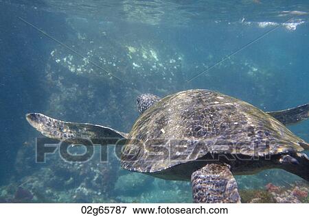 Sea turtle swimming underwater, Tagus Cove, Isabela Island, Galapagos Islands, Ecuador View Large Photo Image Stock Photo - Sea turtle swimming underwater, Tagus Cove, Isabela Island, Galapagos Islands, Ecuador. Fotosearch