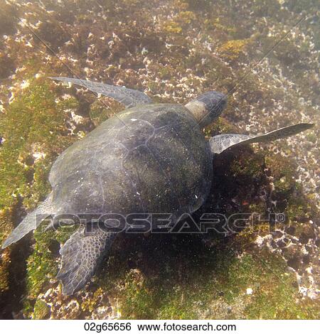 Sea turtle swimming underwater, Tagus Cove, Isabela Island, Galapagos Islands, Ecuador View Large Photo Image Stock Photograph - Sea turtle swimming underwater, Tagus Cove, Isabela Island, Galapagos Islands, Ecuador. Fotosearch