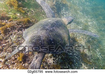 Sea turtle swimming underwater, Tagus Cove, Isabela Island, Galapagos Islands, Ecuador View Large Photo Image Stock Photography - Sea turtle swimming underwater, Tagus Cove, Isabela Island, Galapagos Islands, Ecuador. Fotosearch
