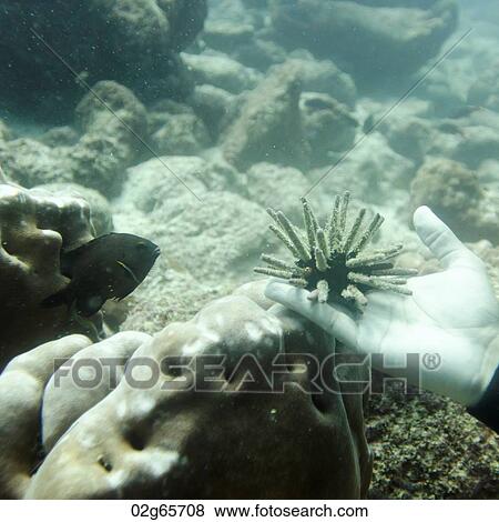 Stock Photo - Sea Urchin on the hand of a person, Santa Cruz Island, Galapagos Islands, Ecuador. Fotosearch