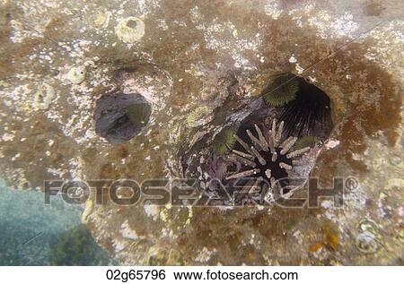 Sea Urchin underwater, Puerto Egas, Santiago Island, Galapagos Islands, Ecuador View Large Photo Image Stock Photograph - Sea Urchin underwater, Puerto Egas, Santiago Island, Galapagos Islands, Ecuador. Fotosearch