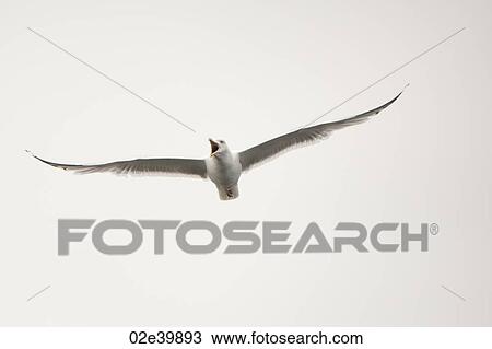 Stock Image - Seagull in flight over Lake of the Woods, Ontario. Fotosearch