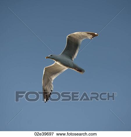 Stock Photo - Seagull in flight over Lake of the Woods, Ontario. Fotosearch