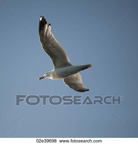 Seagull in flight over Lake of the Woods, Ontario View Large Photo Image Stock Photo - Seagull in flight over Lake of the Woods, Ontario. Fotosearch