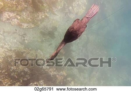 Seagull swimming underwater, Tagus Cove, Isabela Island, Galapagos Islands, Ecuador View Large Photo Image Stock Image - Seagull swimming underwater, Tagus Cove, Isabela Island, Galapagos Islands, Ecuador. Fotosearch