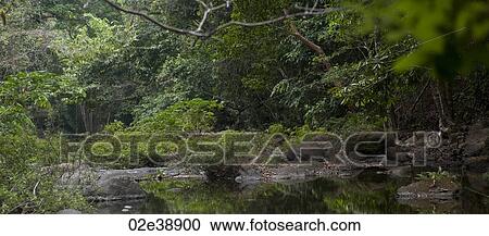 Secluded pond with mirror like reflection in the water, in a silent lush green forest View Large Photo Image Stock Image - Secluded pond with mirror like reflection in the water, in a silent lush green forest. Fotosearch