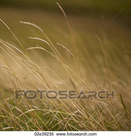 Seed head on grass stalk View Large Photo Image Stock Photography - Seed head on grass stalk. Fotosearch