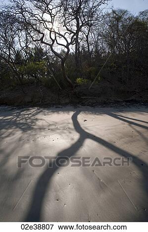 Shadows cast by trees on the sand View Large Photo Image Stock Photo - Shadows cast by trees on the sand. Fotosearch
