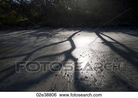 Shadows cast by trees on the sand View Large Photo Image Stock Photograph - Shadows cast by trees on the sand. Fotosearch