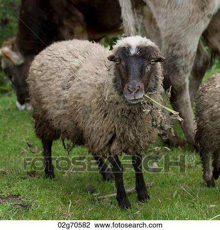 Sheep grazing in a field, Sacred Valley, Cusco Region, Peru View Large Photo Image Stock Image - Sheep grazing in a field, Sacred Valley, Cusco Region, Peru. Fotosearch