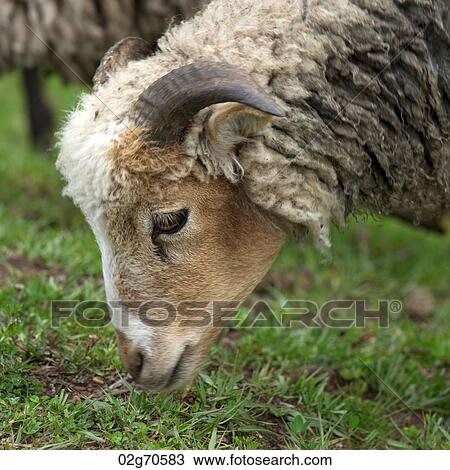 Sheep grazing in a field, Sacred Valley, Cusco Region, Peru View Large Photo Image Stock Image - Sheep grazing in a field, Sacred Valley, Cusco Region, Peru. Fotosearch