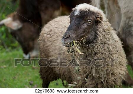 Sheep grazing in the field, Sacred Valley, Cusco Region, Peru View Large Photo Image Stock Image - Sheep grazing in the field, Sacred Valley, Cusco Region, Peru. Fotosearch