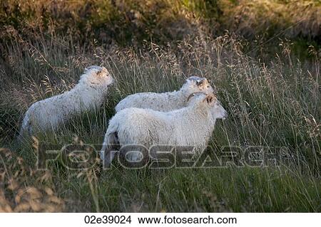 Sheep in grassland View Large Photo Image Picture - Sheep in grassland. Fotosearch