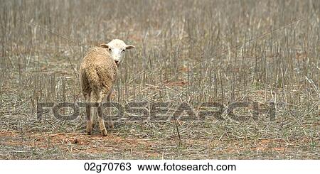 Sheep standing in an agricultural field, Sacred Valley, Cusco Region, Peru View Large Photo Image Stock Image - Sheep standing in an agricultural field, Sacred Valley, Cusco Region, Peru. Fotosearch