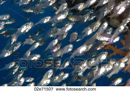 Shoal of fish View Large Photo Image Stock Photo - Shoal of fish. Fotosearch