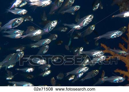 Shoal (Parapriacanthus Ransonneti) View Large Photo Image Stock Photo - Shoal (Parapriacanthus Ransonneti). Fotosearch
