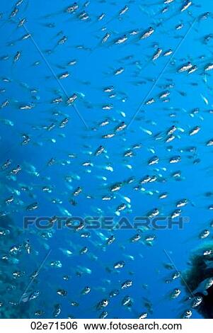 Shoal (Parapriacanthus Ransonneti) View Large Photo Image Stock Photograph - Shoal (Parapriacanthus Ransonneti). Fotosearch