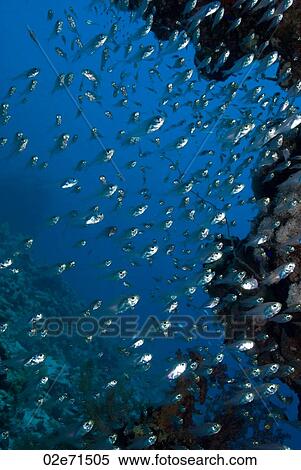 Shoal (Parapriacanthus Ransonneti) View Large Photo Image Stock Photography - Shoal (Parapriacanthus Ransonneti). Fotosearch