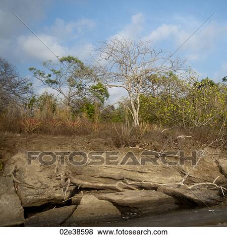 Shoreline in Costa Rica View Large Photo Image Stock Photo - Shoreline in Costa Rica. Fotosearch