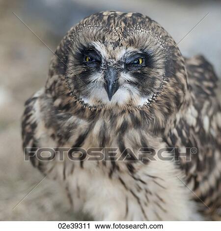 Stock Image - Short-eared owl, close-up. Fotosearch
