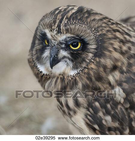 Short-eared owl, closeup of face View Large Photo Image Stock Photography - Short-eared owl, closeup of face. Fotosearch