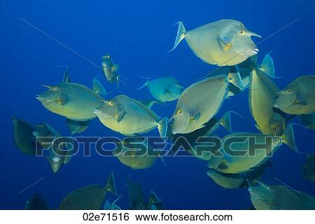 Short-nose Unicornfish (Naso Unicornis) View Large Photo Image Stock Photograph - Short-nose Unicornfish (Naso Unicornis). Fotosearch