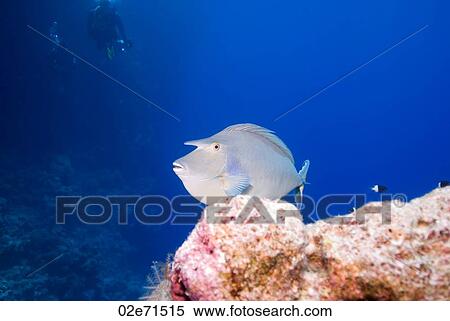 Short-nose Unicornfish (Naso Unicornis) View Large Photo Image Stock Photography - Short-nose Unicornfish (Naso Unicornis). Fotosearch