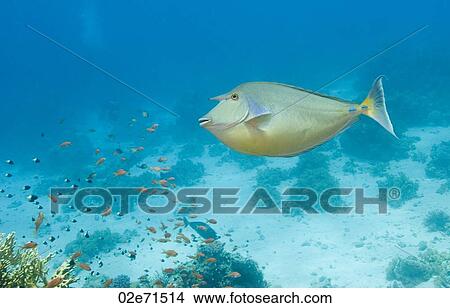 Picture - Short-nose Unicornfish. Fotosearch