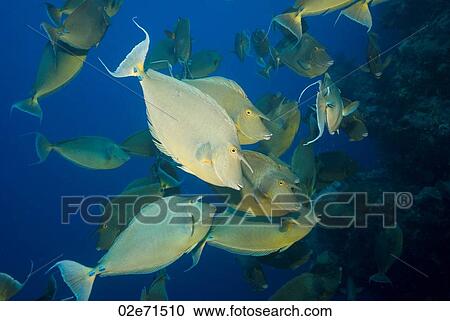 Short-nose Unicornfish View Large Photo Image Stock Image - Short-nose Unicornfish. Fotosearch