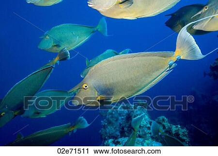 Stock Image - Short-nose Unicornfish. Fotosearch