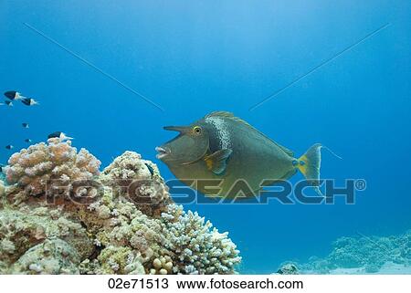 Short-nose Unicornfish View Large Photo Image Stock Image - Short-nose Unicornfish. Fotosearch