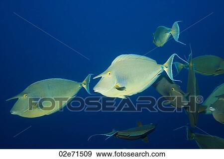 Short-nose Unicornfish View Large Photo Image Stock Photo - Short-nose Unicornfish. Fotosearch