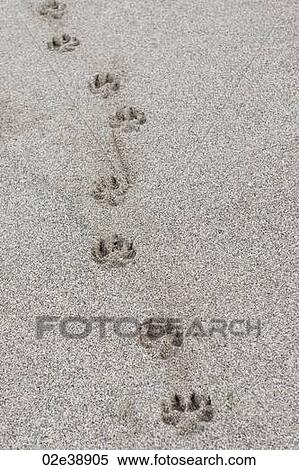 Single dog paw print in the sand View Large Photo Image Stock Photography - Single dog paw print in the sand. Fotosearch