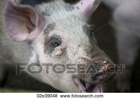 Smiling black and white piglet with pink nose nd ears View Large Photo Image Stock Photo - Smiling black and white piglet with pink nose nd ears. Fotosearch
