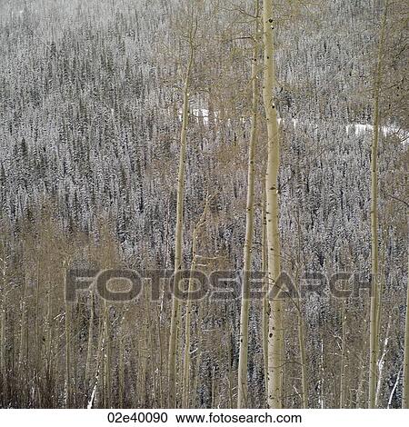 Stock Image - Snow covered forest in Vail, Colorado. Fotosearch