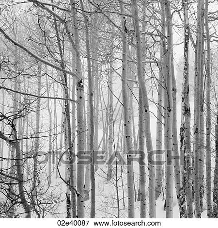 Stock Photo - Snow covered forest in Vail, Colorado. Fotosearch