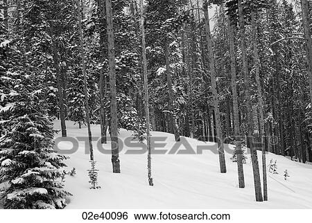 Snow covered mountainside in Vail, Colorado View Large Photo Image Stock Photograph - Snow covered mountainside in Vail, Colorado . Fotosearch