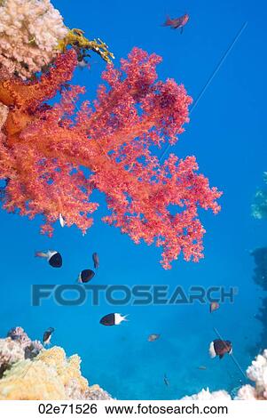 Soft Coral (Dendronephthya Klunzingeri) View Large Photo Image Stock Photograph - Soft Coral (Dendronephthya Klunzingeri). Fotosearch
