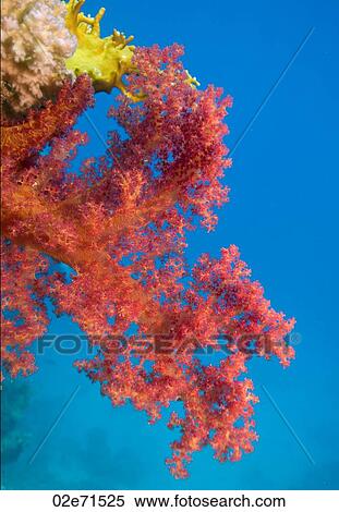 Soft Coral (Dendronephthya Klunzingeri) View Large Photo Image Stock Photography - Soft Coral (Dendronephthya Klunzingeri). Fotosearch