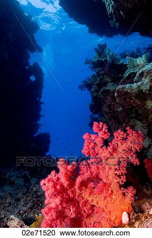 Soft Coral in Cave View Large Photo Image Stock Image - Soft Coral in Cave. Fotosearch