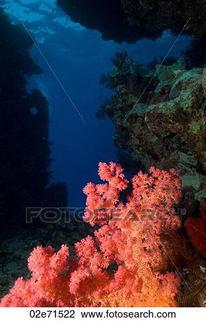 Soft Coral in Cave View Large Photo Image Stock Image - Soft Coral in Cave. Fotosearch